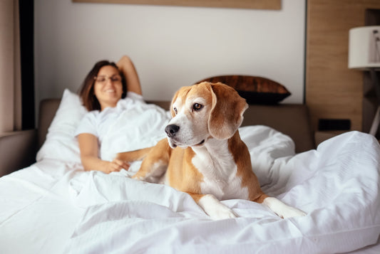 What's Keeping You Awake At Night: Sleeping with your dog