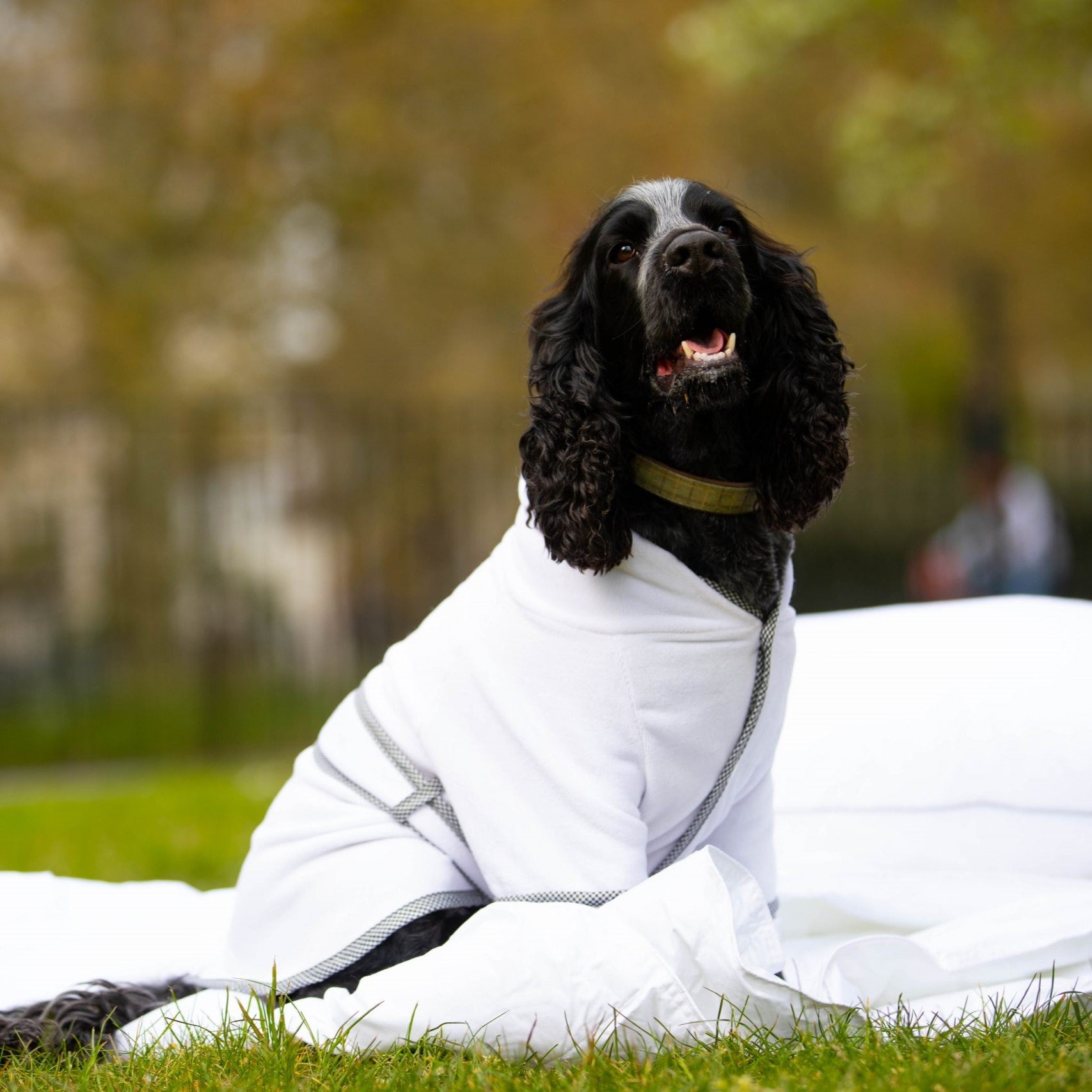 Dog Towelling Bath Robe